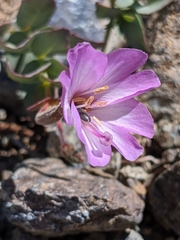Epilobium siskiyouense