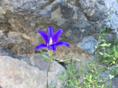 Brodiaea elegans elegans
