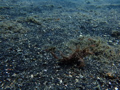 Pteroidichthys amboinensis