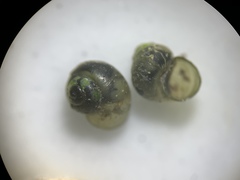 Fluminicola turbiniformis