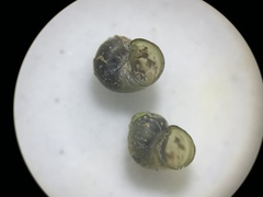 Fluminicola turbiniformis