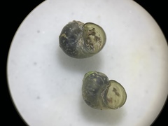 Fluminicola turbiniformis