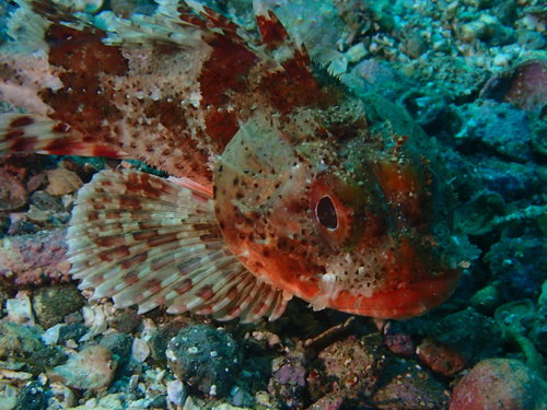 California Scorpionfish