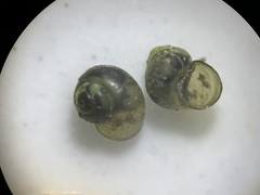 Fluminicola turbiniformis