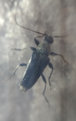 Toxoleptura vexatrix