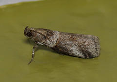Acrobasis caliginella