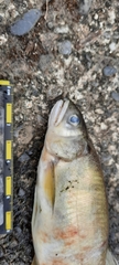 Plecoglossus altivelis