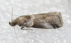 Acrobasis caliginella