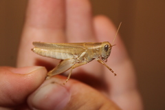 Melanoplus packardii