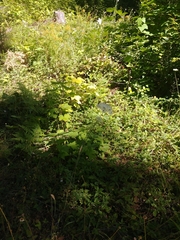 Toxoleptura vexatrix