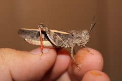 Cratypedes neglectus