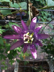Passiflora amethystina × caerulea
