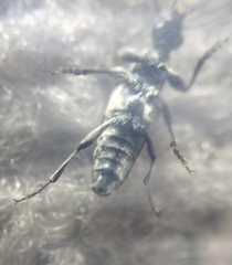 Toxoleptura vexatrix