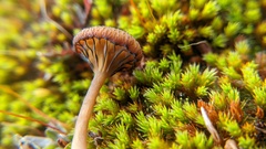 Pseudoarmillariella ectypoides