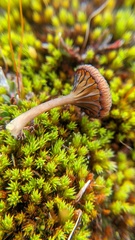 Pseudoarmillariella ectypoides