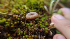 Pseudoarmillariella ectypoides