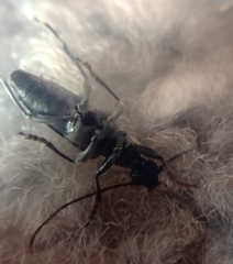 Toxoleptura vexatrix