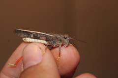 Cratypedes neglectus