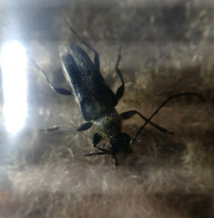 Toxoleptura vexatrix