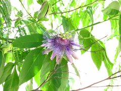 Passiflora