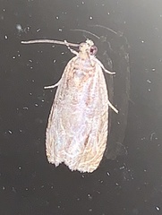 Olethreutes inornatana