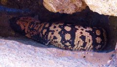 Heloderma suspectum suspectum