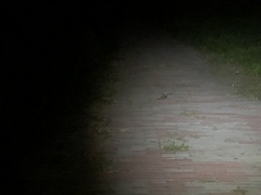 Caprimulgus affinis stictomus