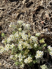 Leptosiphon nuttallii pubescens