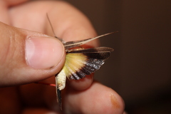 Cratypedes neglectus