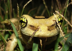 Trachycephalus mesophaeus