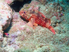 Rainbow Scorpionfish photo 3