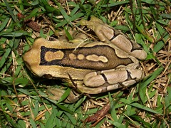 Trachycephalus mesophaeus