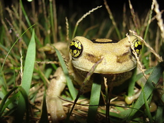 Trachycephalus mesophaeus