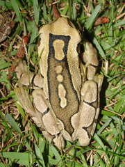 Trachycephalus mesophaeus