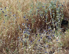 Eryngium articulatum
