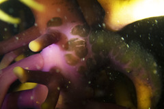 Macrocystis pyrifera