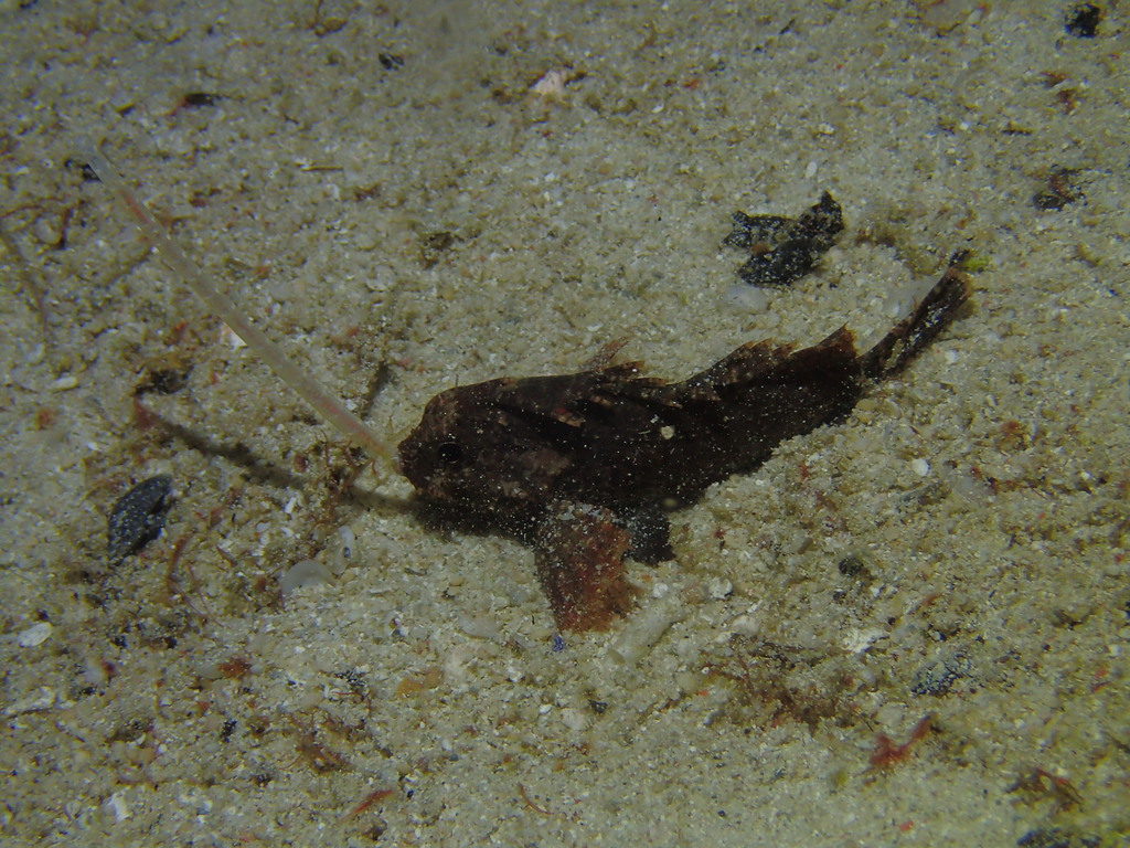 Bandtail Waspfish