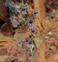 Eryngium articulatum