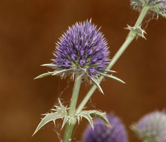 Eryngium articulatum