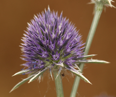 Eryngium articulatum