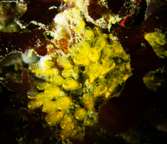 Pycnoclavella stanleyi