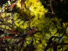 Pycnoclavella stanleyi