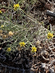 Chrysothamnus viscidiflorus viscidiflorus