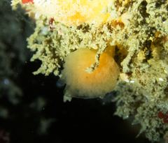 Distaplia occidentalis