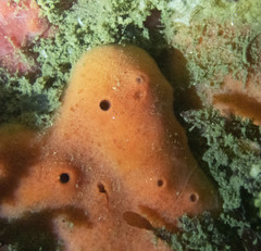 Dragmacidon mexicanum