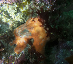 Dragmacidon mexicanum