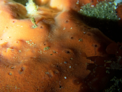 Dragmacidon mexicanum