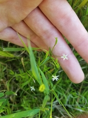 Stellaria borealis
