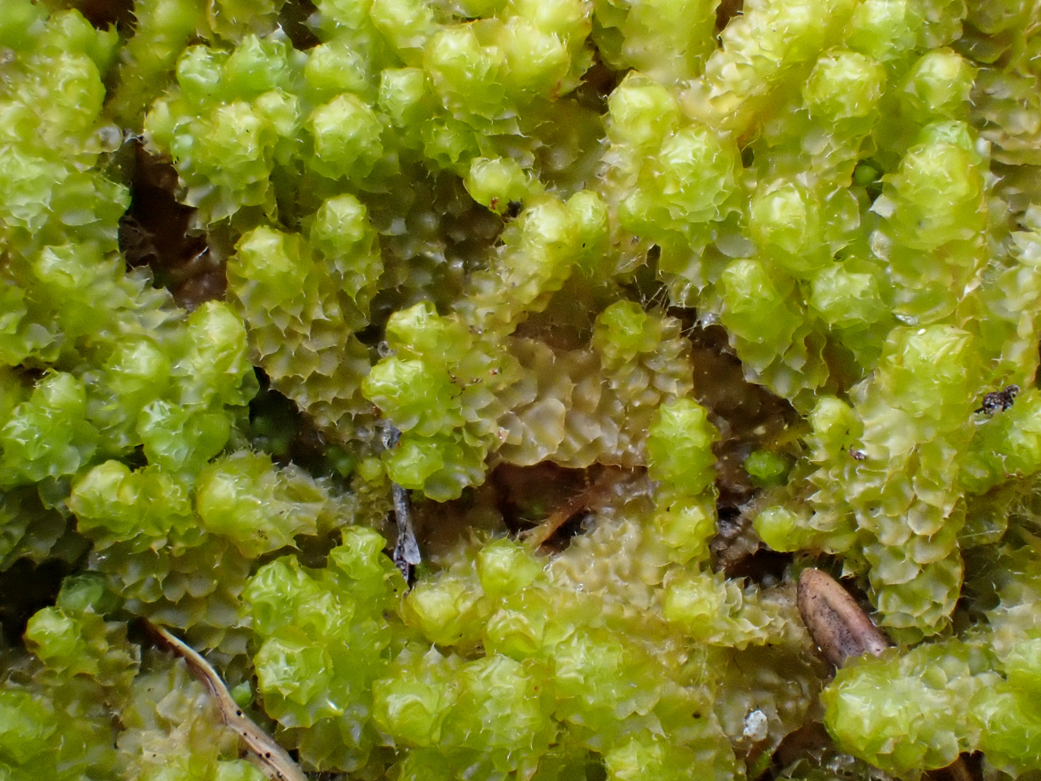 Barbilophozia lycopodioides