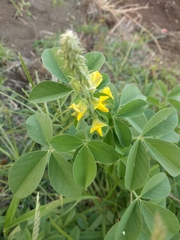 Crotalaria incana